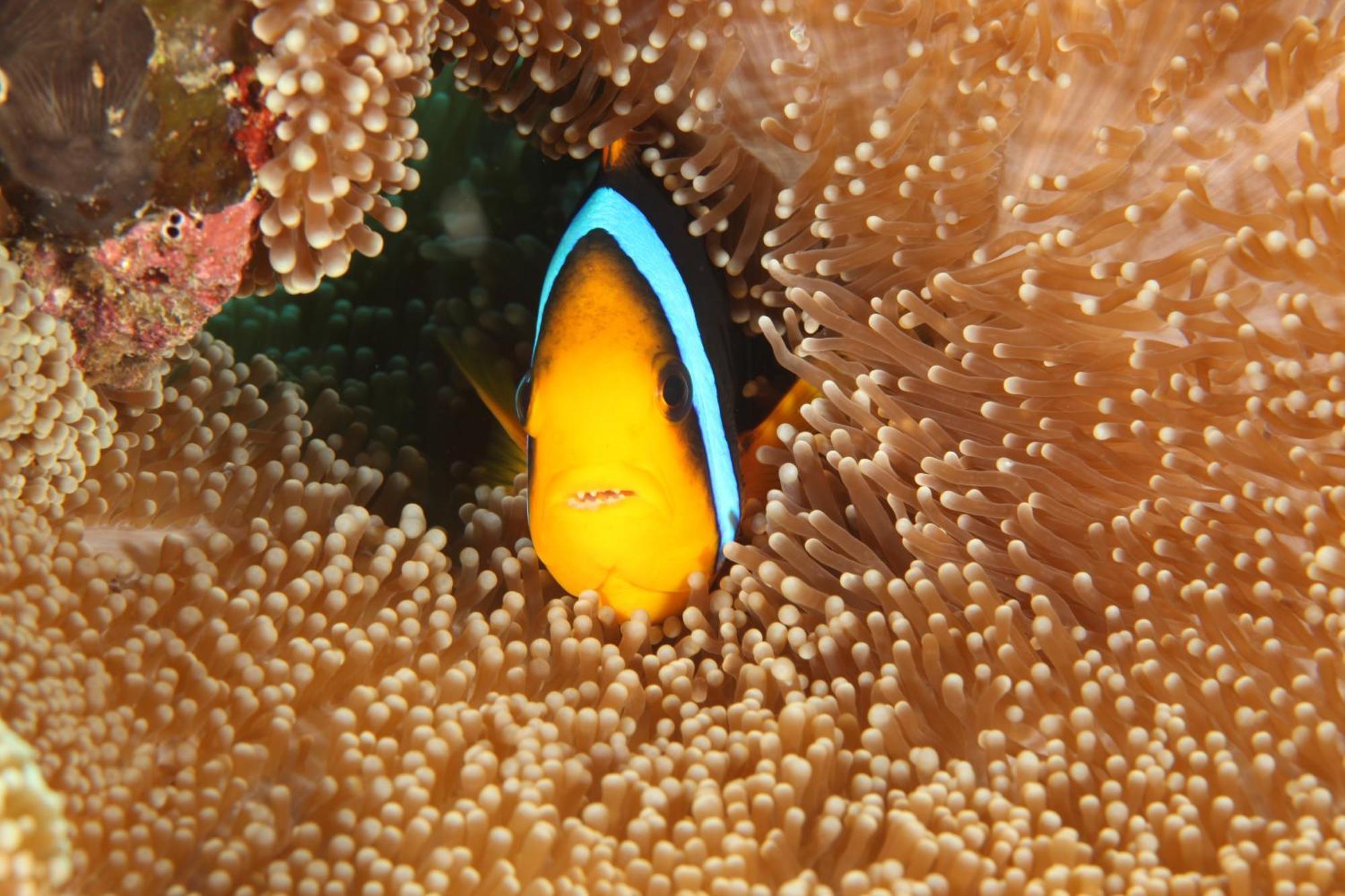 Maravu Taveuni Lodge Matei Exteriér fotografie