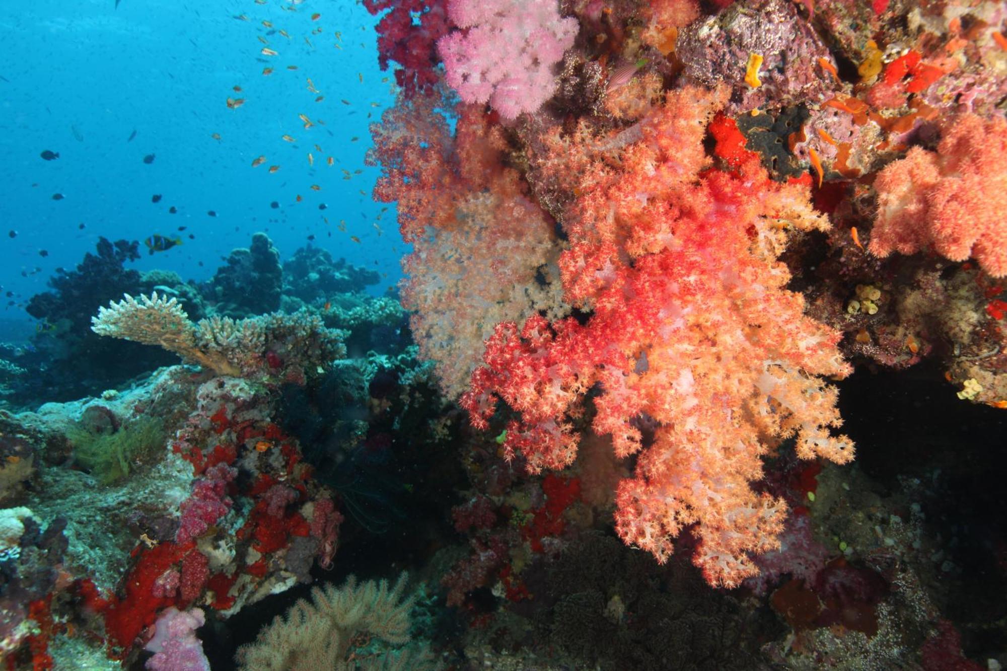 Maravu Taveuni Lodge Matei Exteriér fotografie